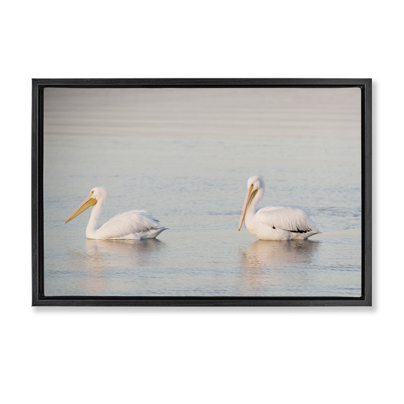  «Pelicans on Calm Waters» par Danita Delimont, Cadre flottant noir de jais, H 17 po x l 25 po