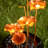 Outdoor Metal Fountain