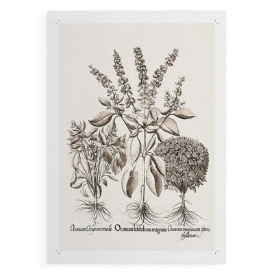 Sepia Besler Botanicals II -Canvas Print Only - NOT FRAMED