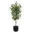 TREE LAUREL POT 7FT
