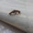 Ackie Non-Slip Bath Rug-1613146370