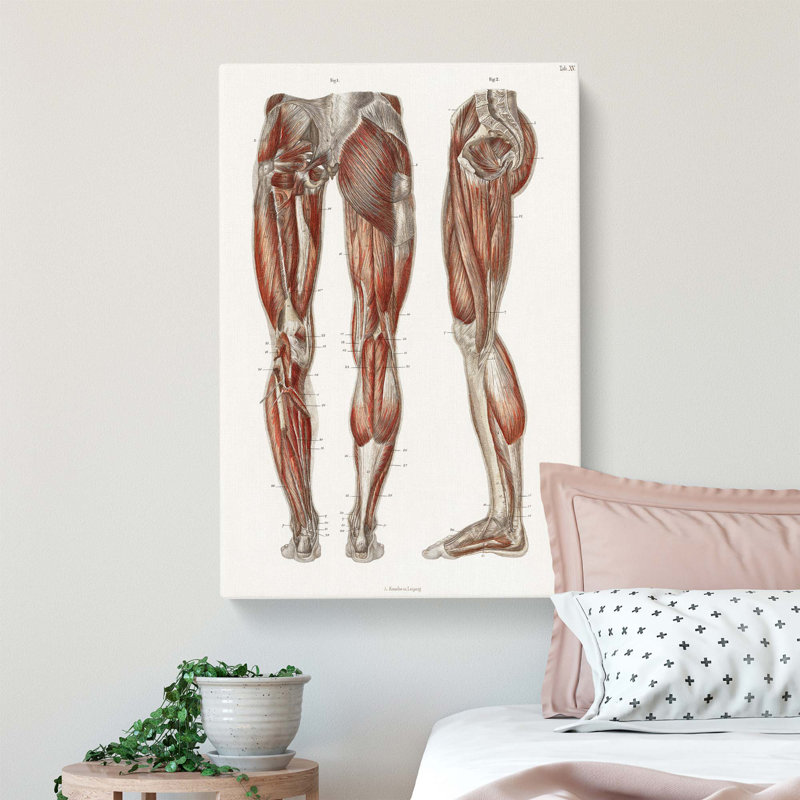 Anatomy Of The Leg Muscles - Wrapped Canvas Painting, 91.4 cm H x 61 cm W