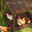 Pet Activity Play Set,Wooden Chicken Activity Play Set withSwing,Ladder,Platforms,Feeder Storage