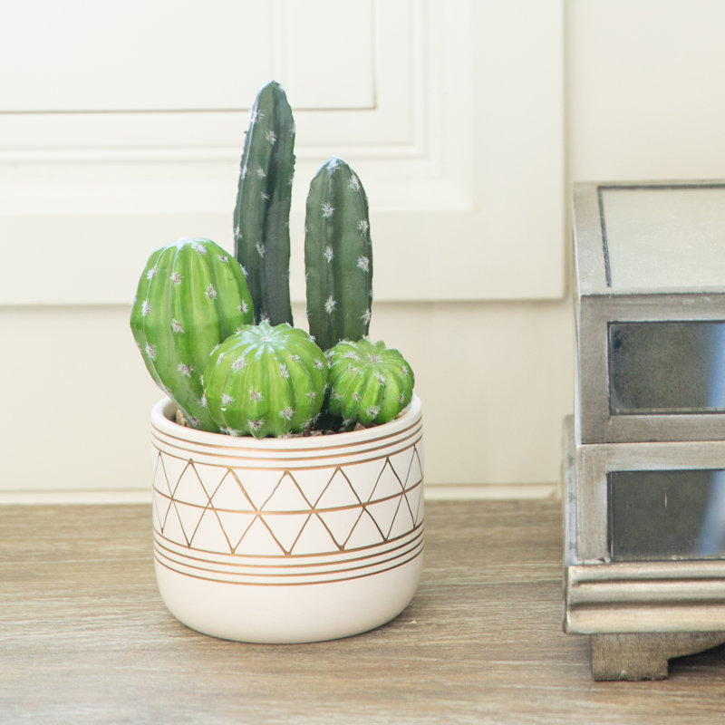 Succulent en pot