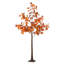 Maple Tree-63531198