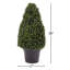 Topiaire de buis Pure Garden