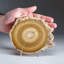 Genuine Aragonite Stalactite Slice from Mexico (0.6 lbs)