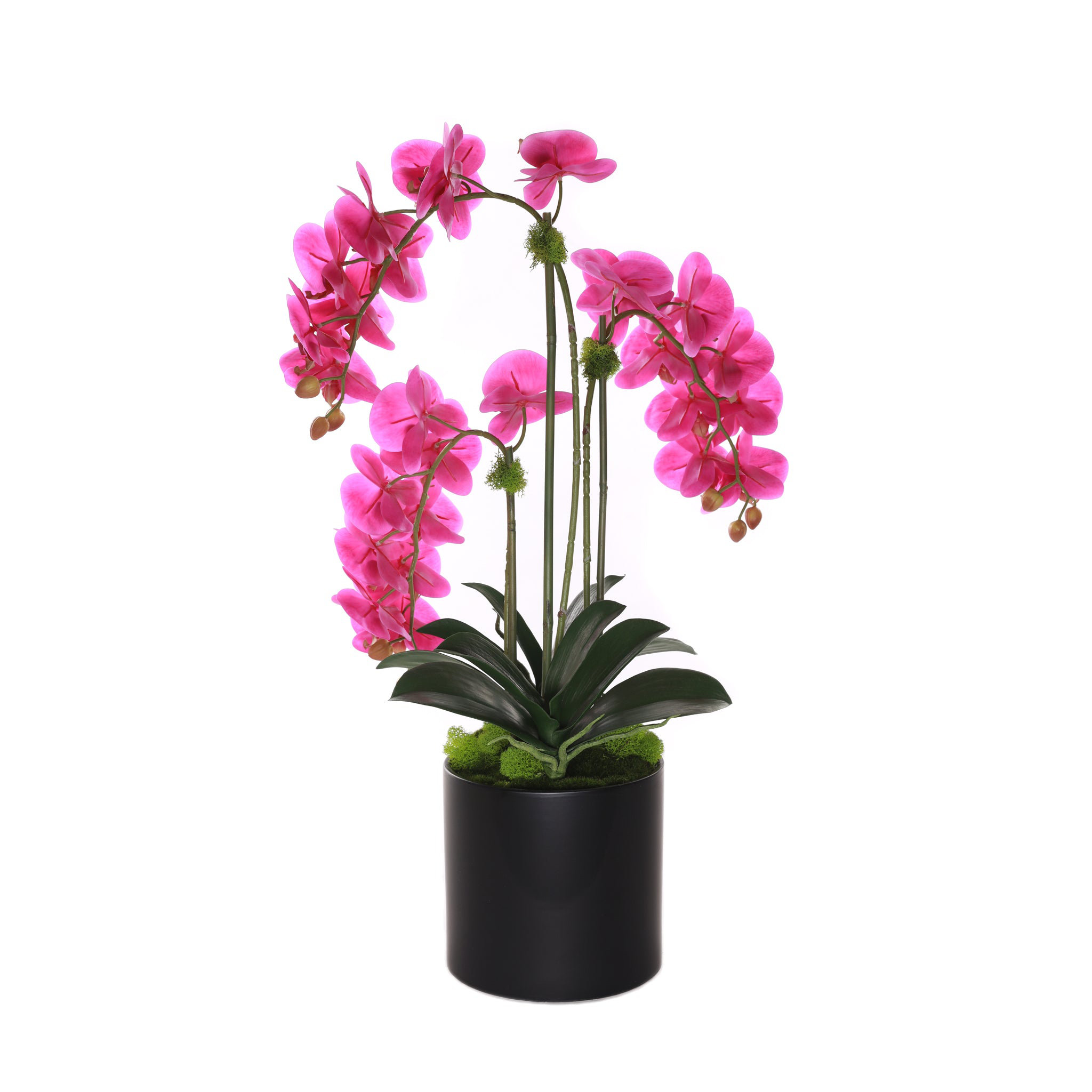 Primrue Orchid Arrangement | Wayfair