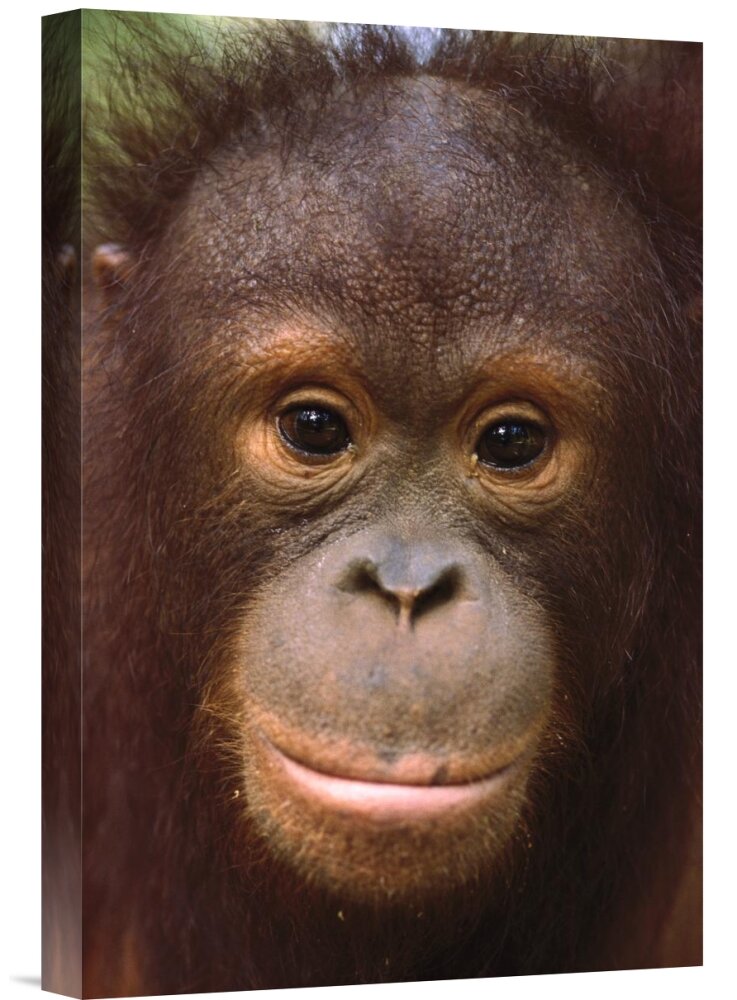 Bless international Orangutan Close-Up Portrait Of Juvenile On Canvas Print