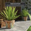 Dianelis Handmade Ceramic Pot Planter