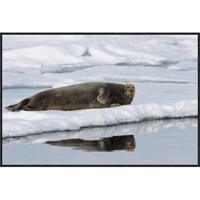 " Bearded Seal On Ice Floe "