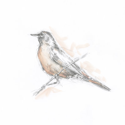 Robin Bird Sketch II by Ethan Harper - Wrapped Canvas Painting