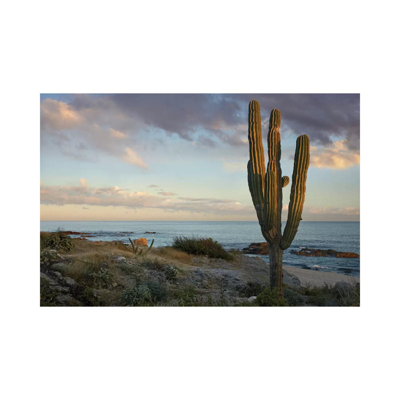 Saguaro Cactus At Beach, Cabo San Lucas, Mexico by Tim Fitzharris - Wrapped Canvas Print, 101.6 cm H x 66.04 cm W x 1.91 cm D