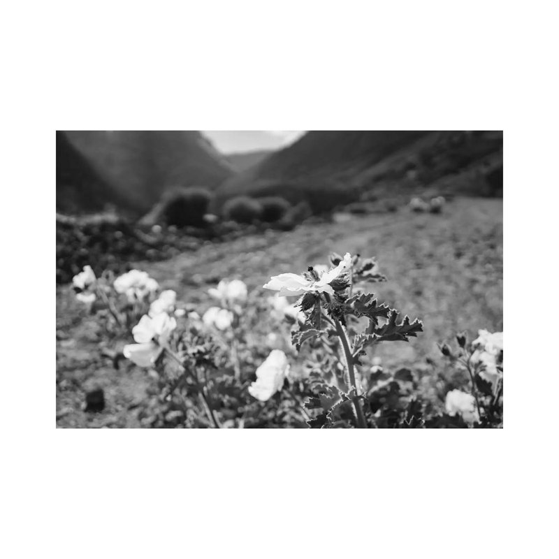 Monochrome Yosemite Blooms II by Bethany Young - Print on Canvas, Wrapped Canvas, 66.04cm H x 101.6cm W x 1.91cm D