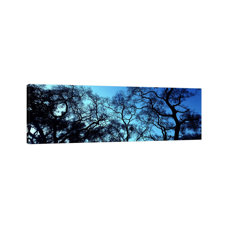 Silhouette Of An Oak Tree, Oakland, California, USA - Wrapped Canvas Panoramic Print, 30.48 cm H x 91.44 cm W x 3.175 cm D