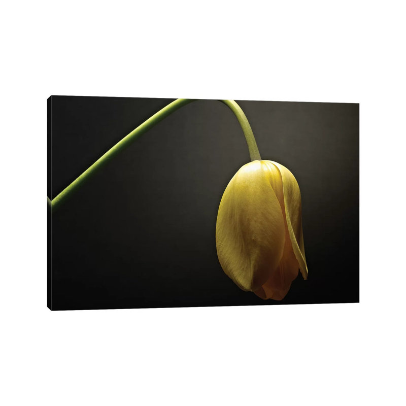 Studio Flowers IX by James McLoughlin - Wrapped Canvas Print, 20.32 cm H x 30.48 cm W