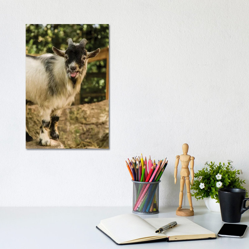 African Pygmy Goat Calling, Issaquah, Washington, USA by Janet Horton - Wrapped Canvas Print