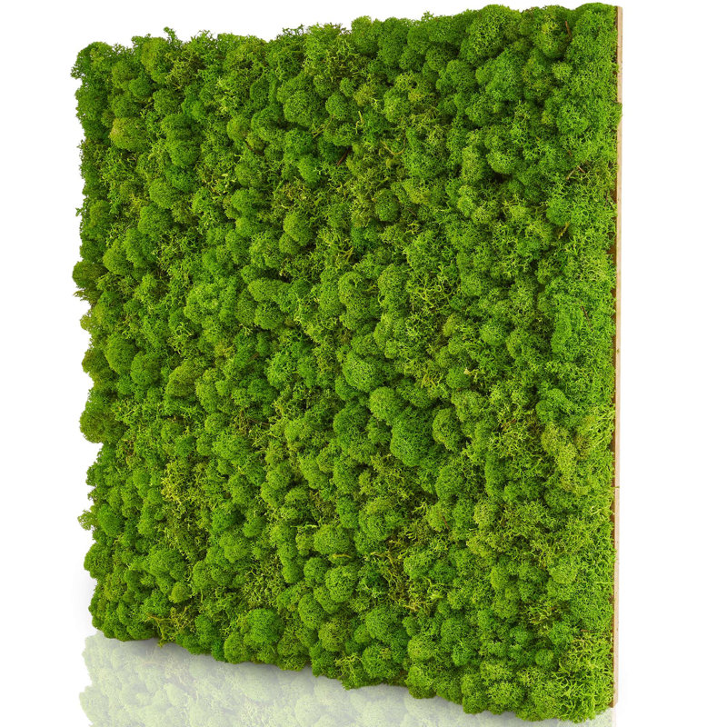Moospaneele - Moosbild Islandmoos - Mooswand Selber Machen | Basic - 50 X 50, 50cm H x 50cm W x 4 cm D