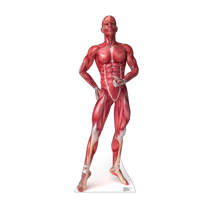Anatomy 72'' Cardboard Standup