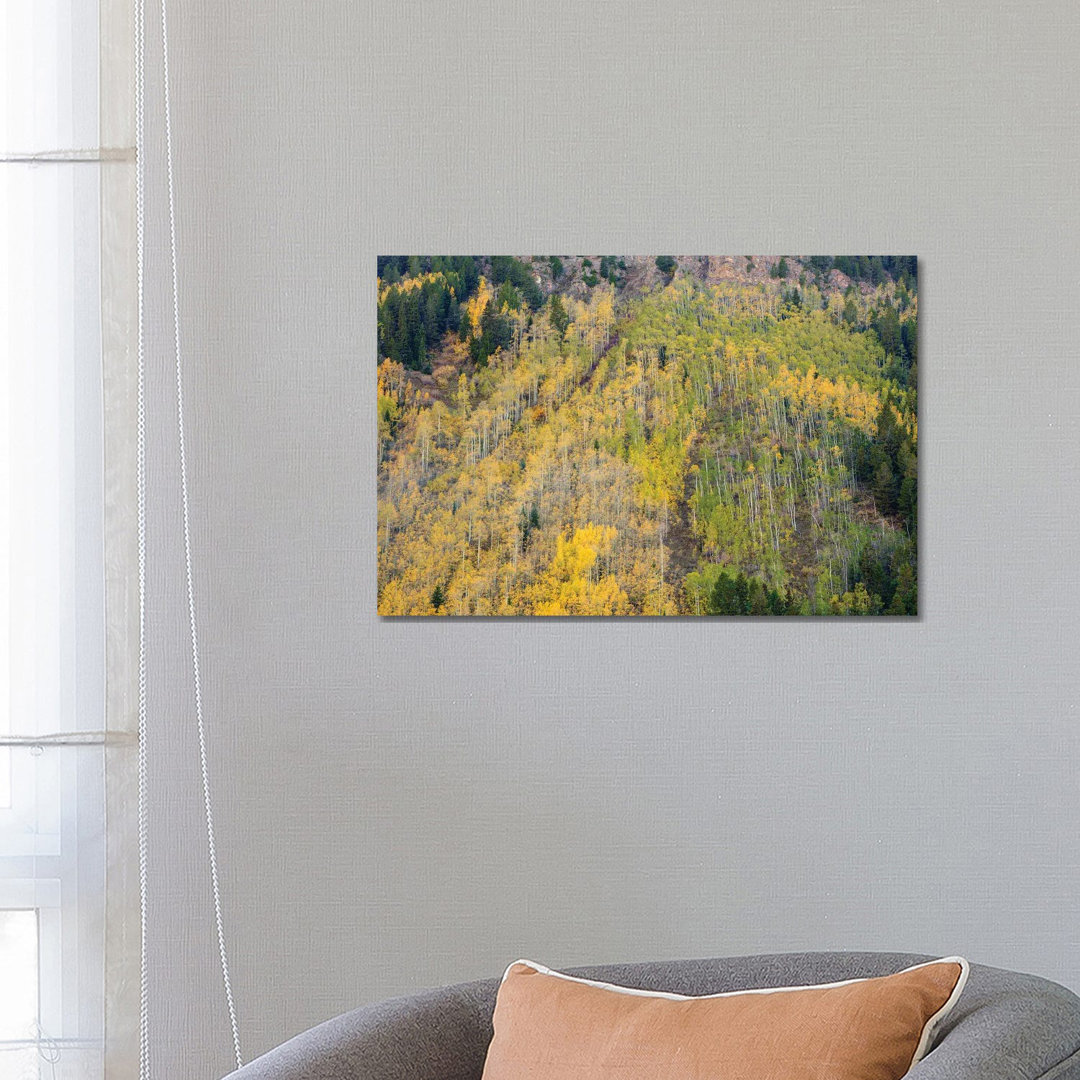 Aspens In Autumn von Bill Sherrell - Galerie-verpackte Leinwand Giclée auf Leinwand