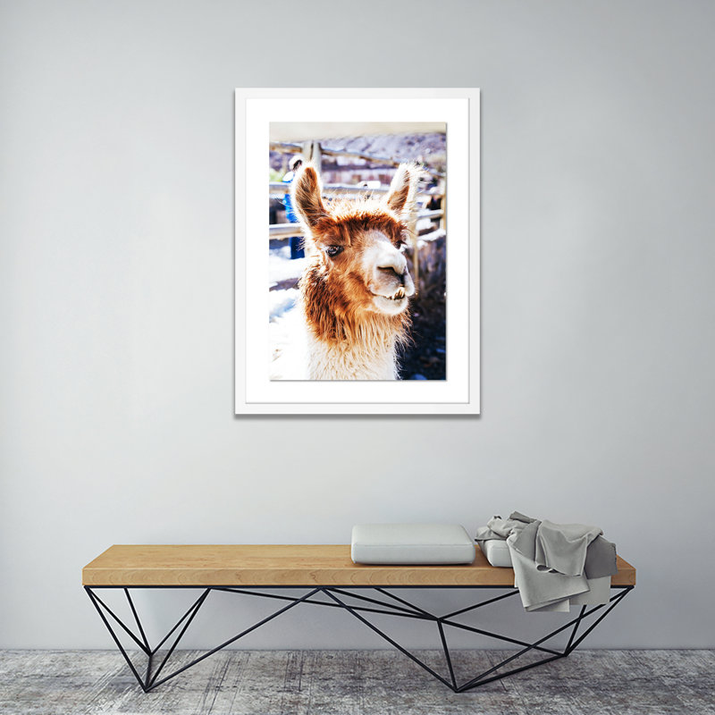 Llama BW Print by Erica Singleton, 24" H x 18" W x 1.5" D, White