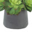 Echeveria et mousse dans un pot en fibre de pierre