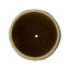 CREST PLANT, NEIGE-1178832790-1178832788