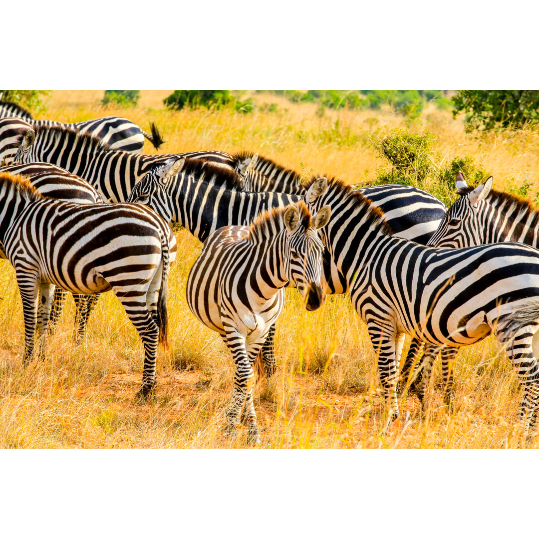 Zebras At Savannah von 1001slide - Leinwanddrucke auf Wrapped Canvas