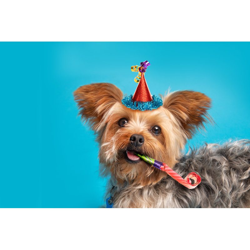 Yorkshire Terrier Ready For Party by Sdominick - Wrapped Canvas Print, 81cm H x 122cm W x 3.8cm D