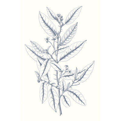 Indigo Botany Study V by Vision Studio - Wrapped Canvas Print