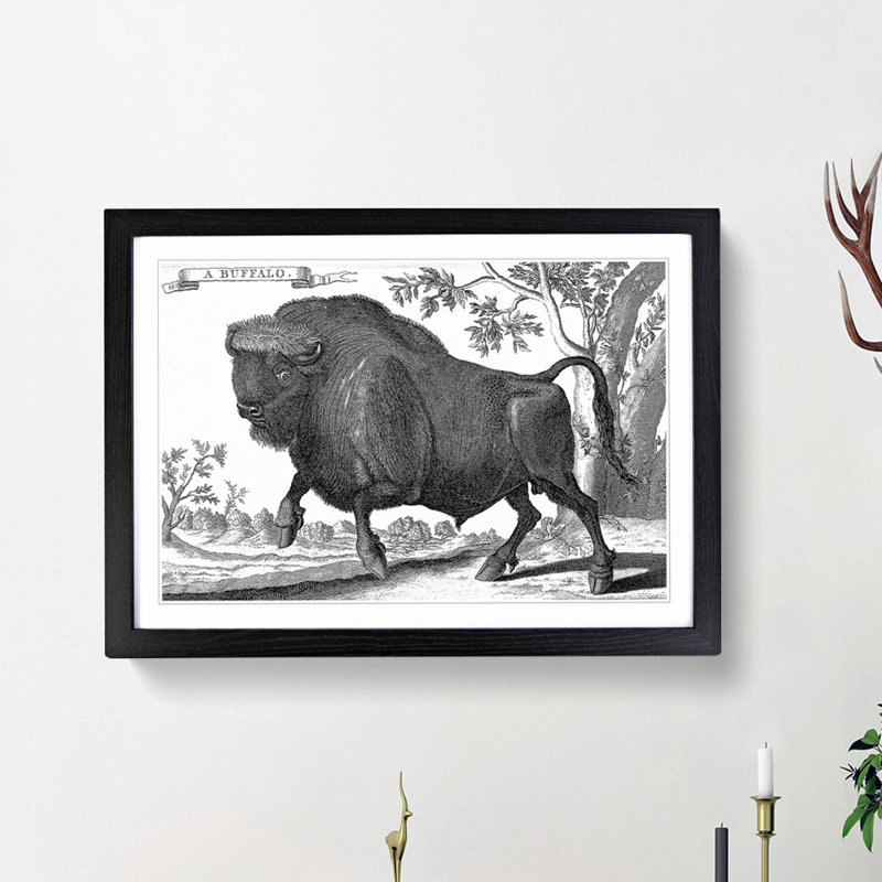 Buffalo by Thomas Astley - Picture Frame Art Print, Black Framed, 48cm H x 65cm W x 2cm D
