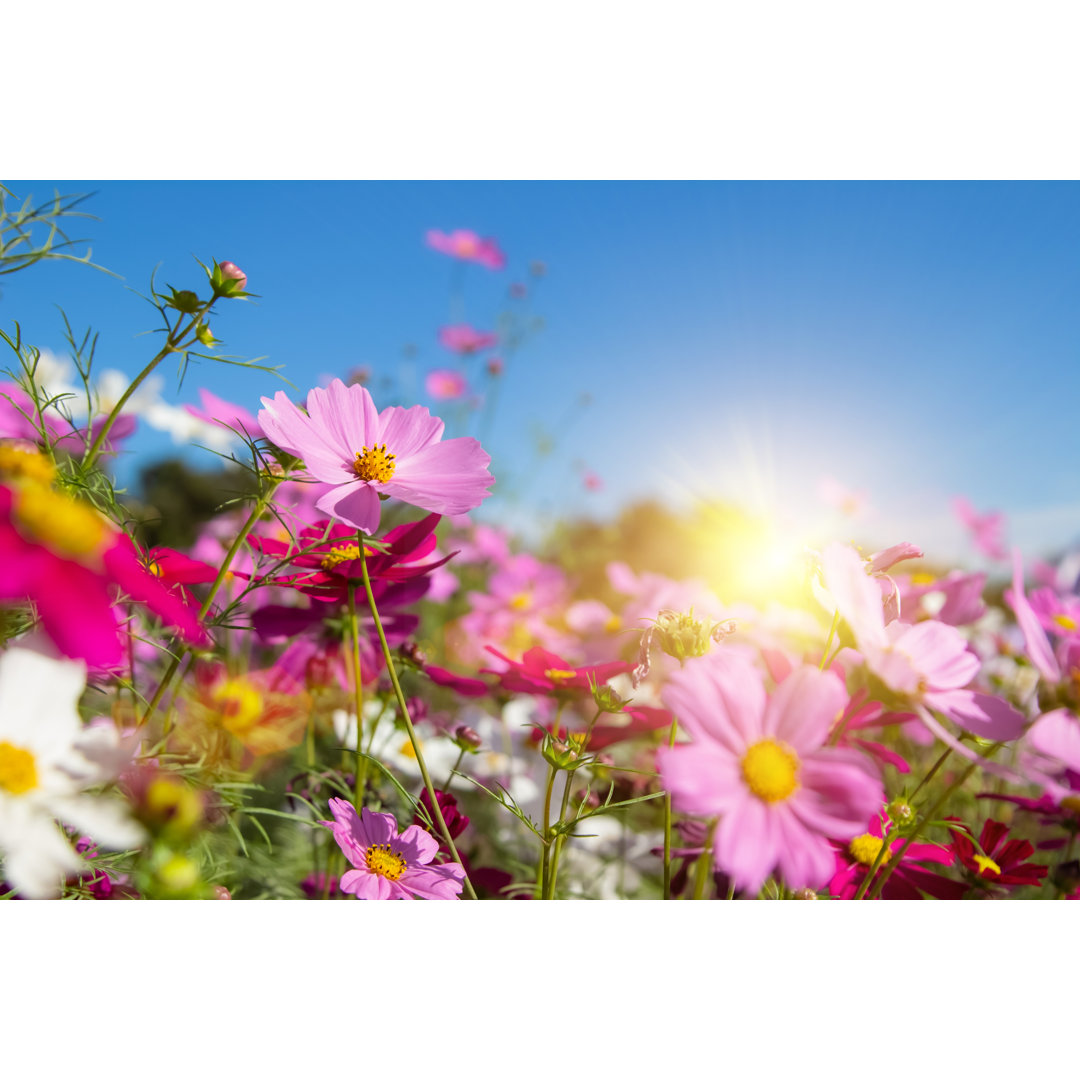 Schöne rosa und weiße Kosmos Blumen von Phokin - Drucken