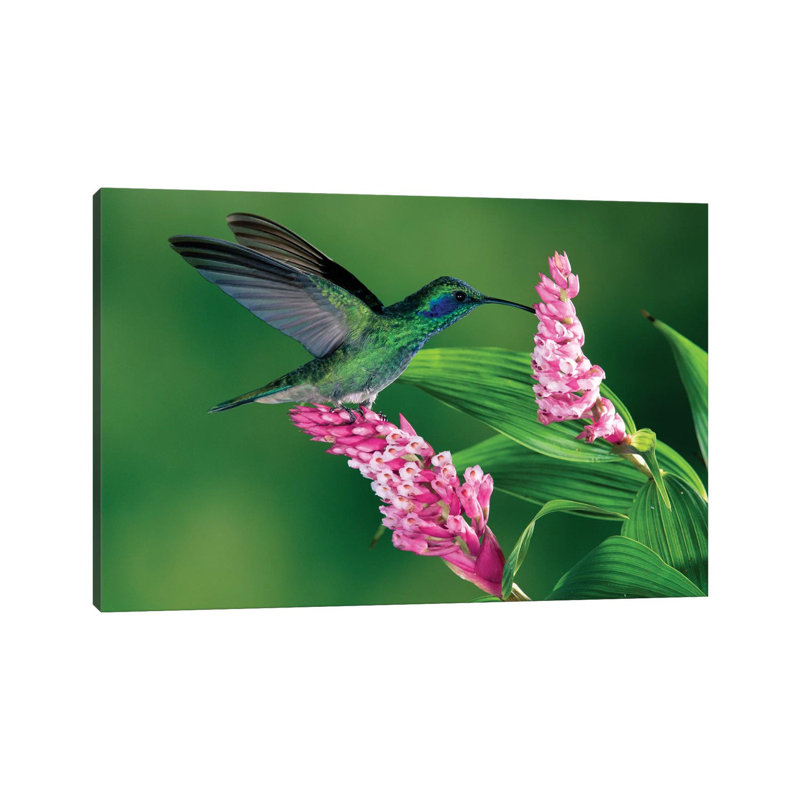 Ear Hummingbird Feeding At And Pollinating Epiphytic Orchid, Costa Rica by Michael & Patricia Fogden - Wrapped Canvas Gallery-Wrapped Canvas Giclée