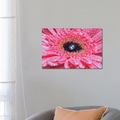Pink Daisy With Water Droplets by Glauco Meneghelli - Wrapped Canvas Print