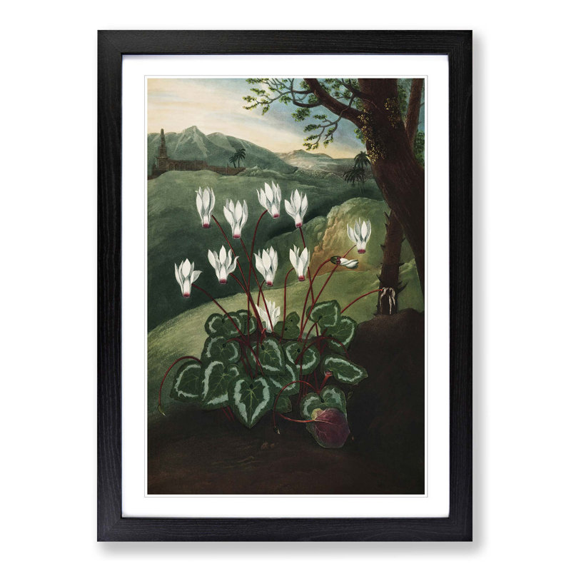 The Persian Cyclamen by R.J. Thornton - Picture Frame Painting Print, Black Framed, 36cm H x 27cm W x 2cm D