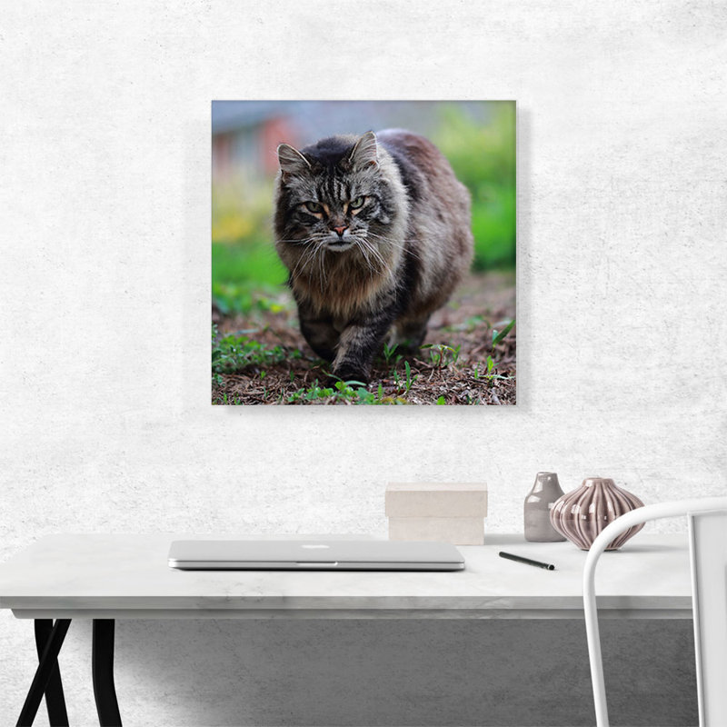 American Bobtail Cat - reproduction de photo sur toile tendue, H 18 po x l 18 po x 1,5 po