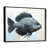 Black Floater Framed