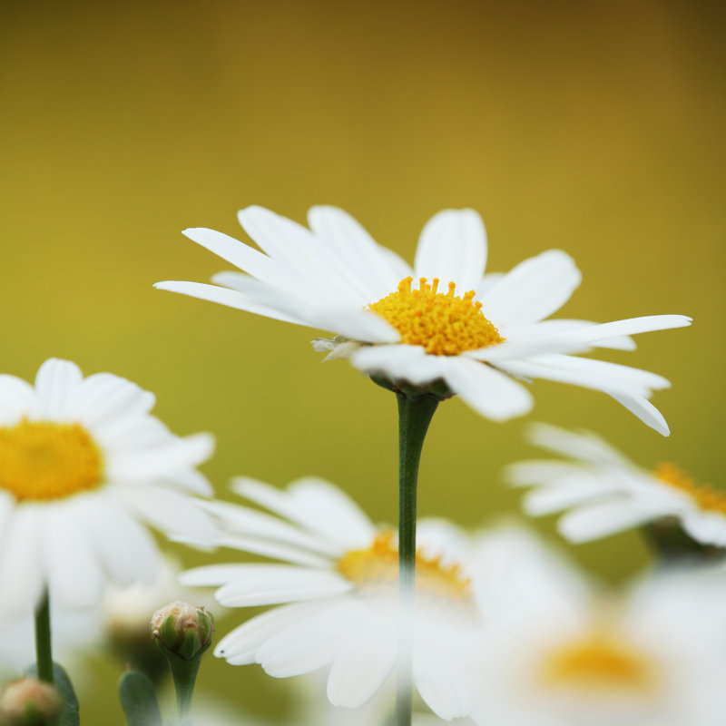 Daisy by MKucova - No Frame Print on Canvas, 30cm H x 30cm W