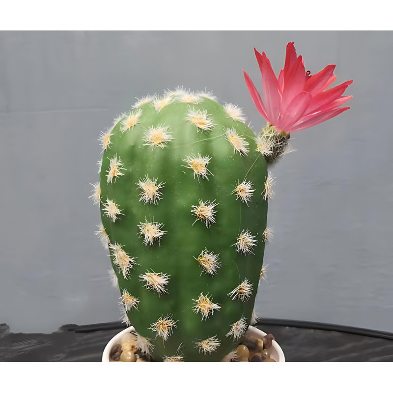 Cactus de 7,87 po