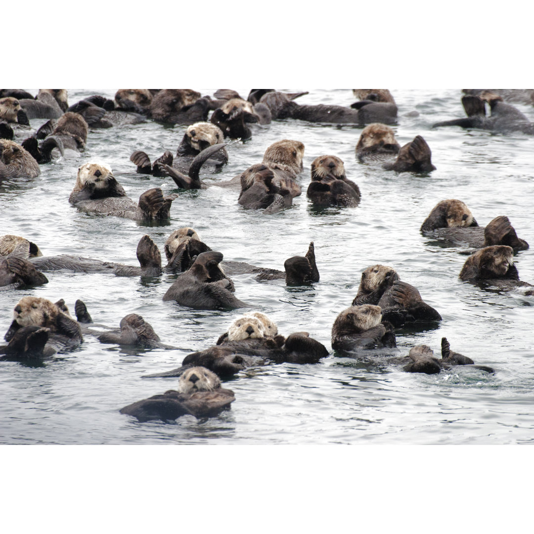 Raft of Wild Sea Otters Resting In Calm Ocean Water von Dougall_Photography - No Frame Art Prints auf Leinwand