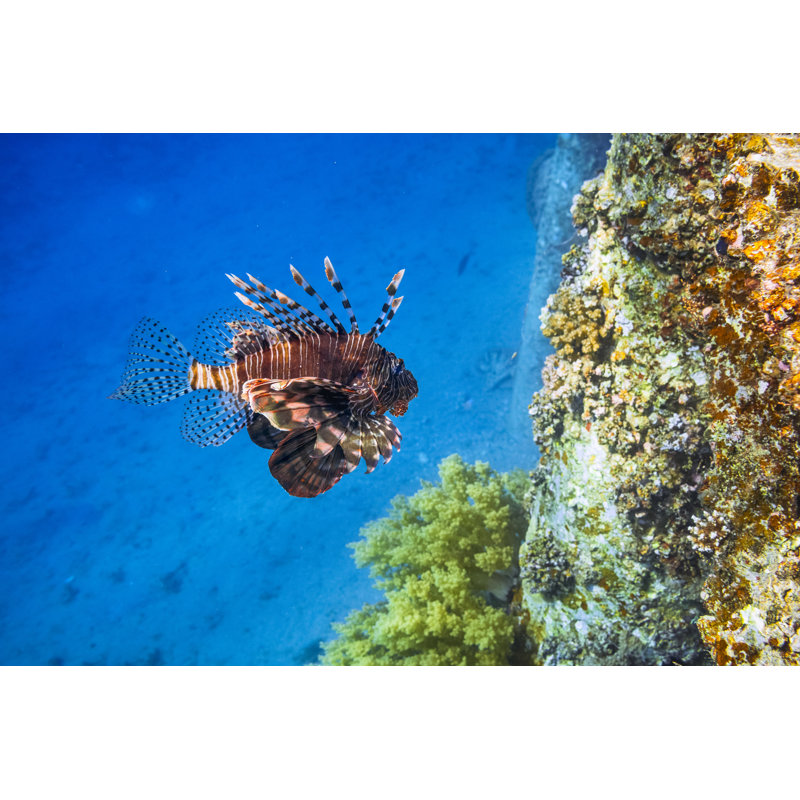 Big Red Lionfish by Cinoby, 8" H x 12" W