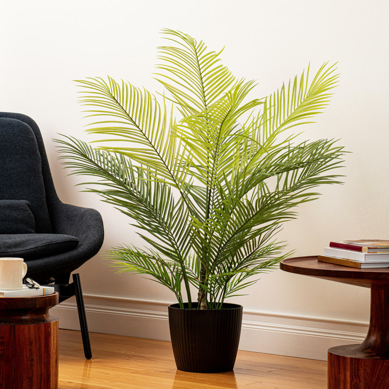 50 plantes