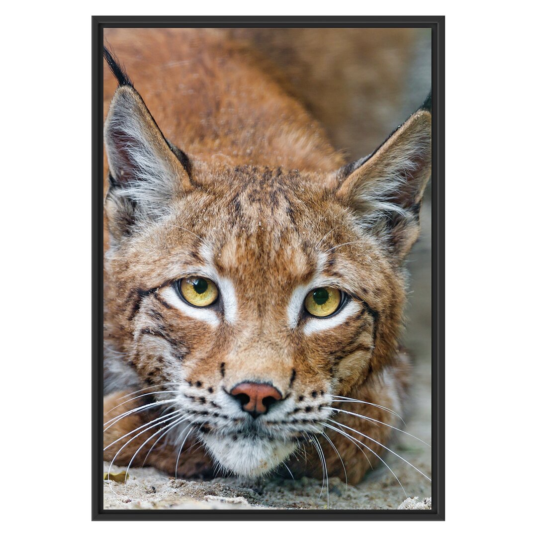 Gerahmtes Wandbild wachsamer Luchs