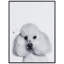 Caniche encadré sur verre