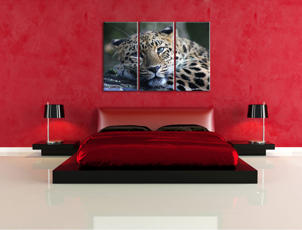 3-tlg. Leinwandbilder-Set „Ruhender Leopard B“, Fotodruck