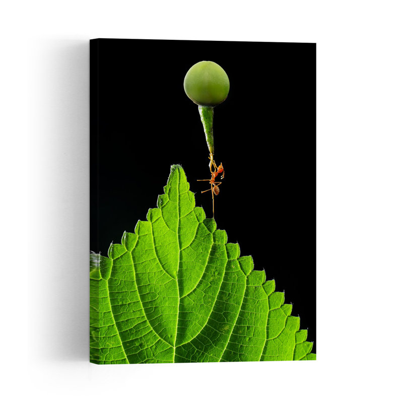 Ant Carrying Green Berry Abstract Contemporary Ant Fruit Nature Wall Art Print 1 Piece Wrapped Canvas Wall Art