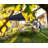 ABCCANOPY 10 Ft.W x 10 Ft.D Central Lock-Series Outdoor Pop Up Canopy Tent-62519800