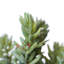 Tige de sedum artificielle