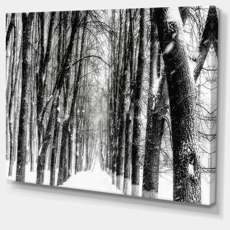 Paysage, forêt enneigée, photographie sur toile en noir et blanc - Forêt enneigée, H 8 po x l 12 po