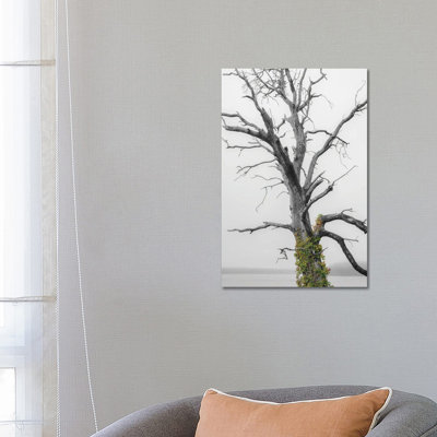 Colour Splash Ivy by Louis Ruth - Wrapped Canvas Print